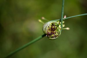 Macro