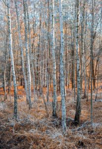 Birches, Czech Republic